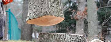 Best Commercial Tree Services  in Clearlake Oaks, CA