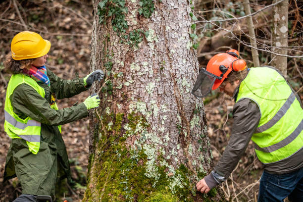Trusted Clearlake Oaks, CA Tree Care Experts