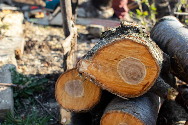 Best Tree Maintenance Programs  in Clearlake Oaks, CA