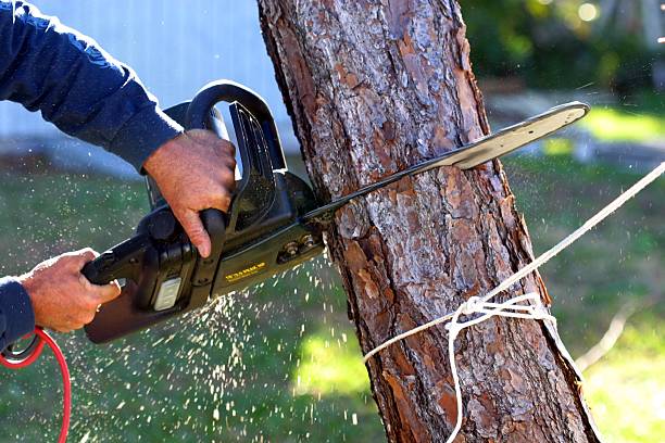 Best Firewood Processing and Delivery  in Clearlake Oaks, CA