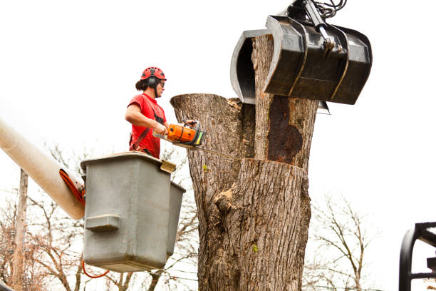 Best Tree Mulching  in Clearlake Oaks, CA