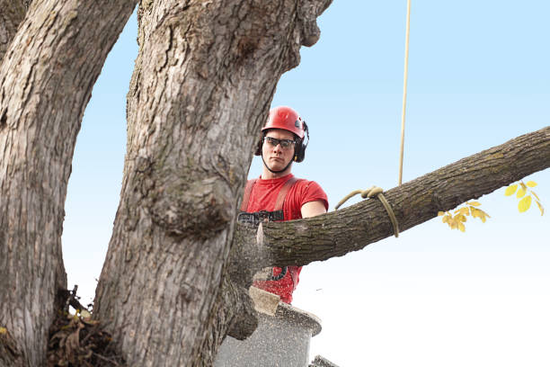 How Our Tree Care Process Works  in  Clearlake Oaks, CA