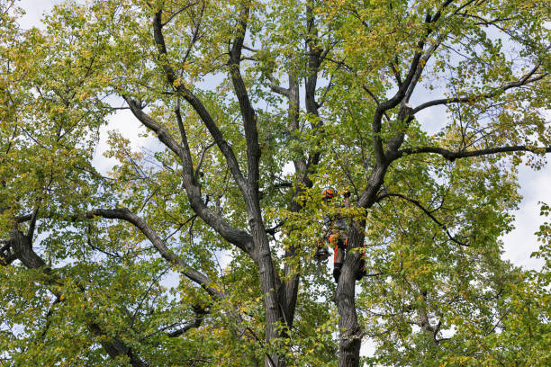 Best Firewood Processing and Delivery  in Clearlake Oaks, CA